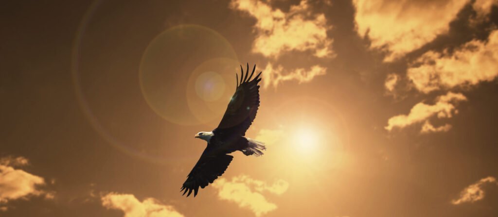 Silhouette,eagle,flying,against,evening,sunset,sky.